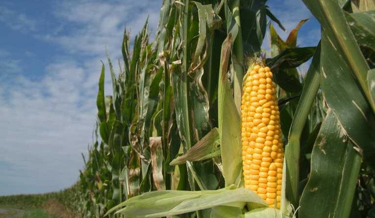maize_farming_greenhouse_gasses_yields_32