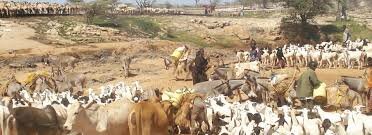 Baringo county livestock