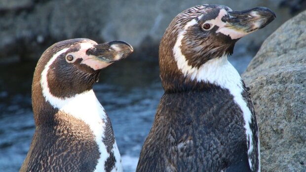 humboldt-penguins-calgary-zoo