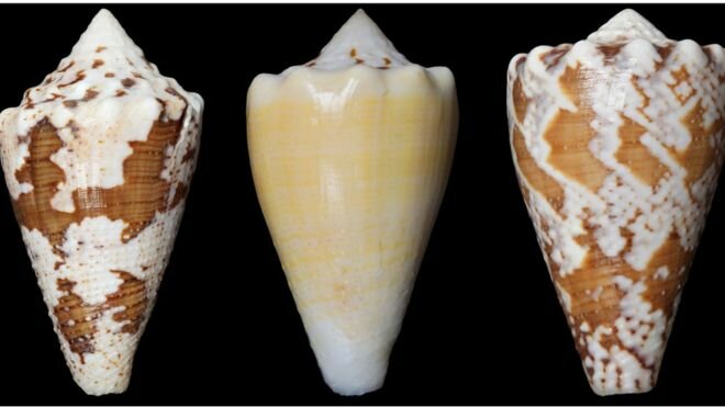 The Conus regius sea snail kills its prey using venom, which also contains a compound that can treat pain