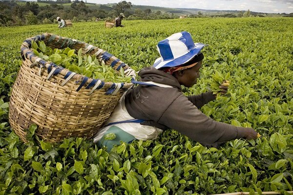 Pickers attend to a tea plantation in Kericho, Kenya on October 29, 2010. A study has recently revealed that African nations can break dependence on food imports and produce enough to feed a growing population within a decade.